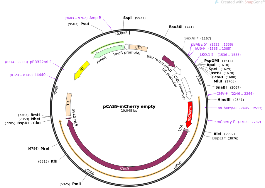pCAS9-mCherry empty质粒图谱